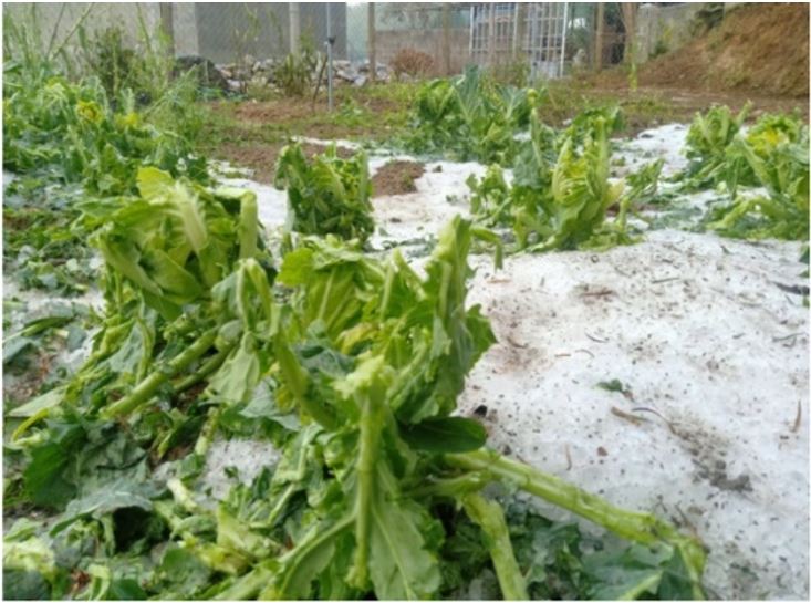 Đọc hiểu: Vì sao có mưa đá Cách phòng tránh thế nào (ảnh 2)