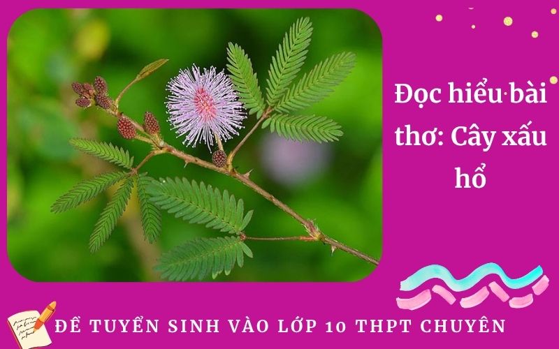 Đọc hiểu bài thơ: Cây xấu hổ